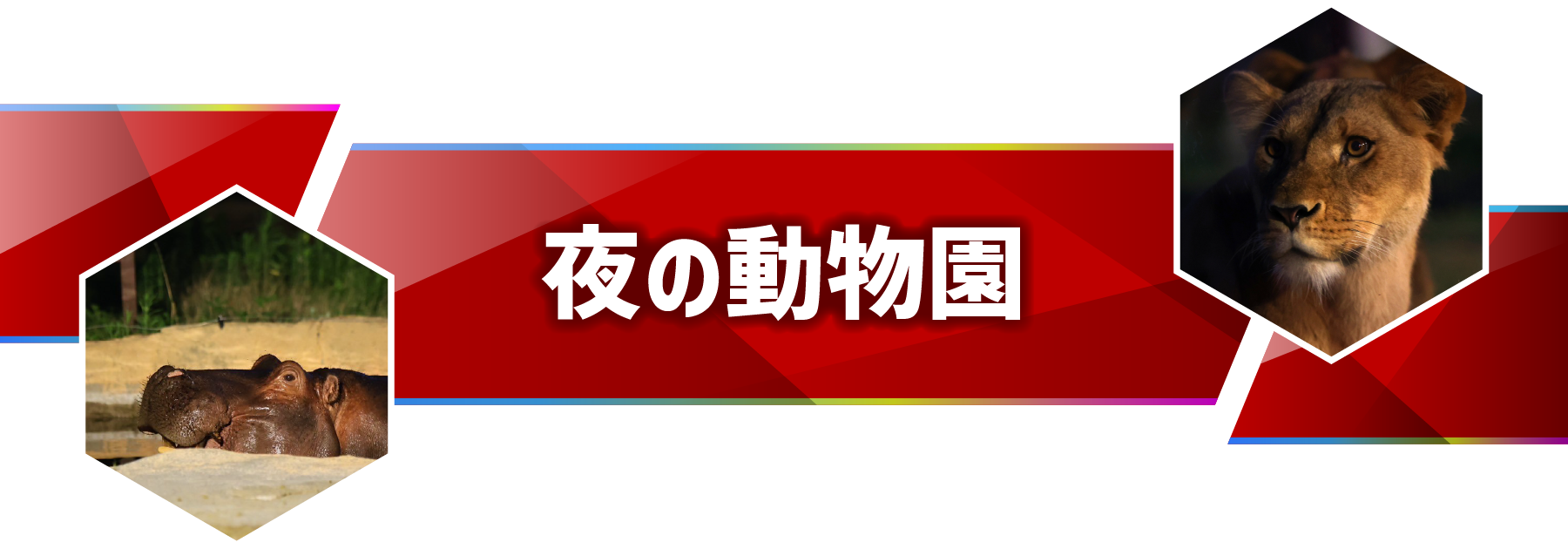 ナイトズー（ZOO）のんほいパーク豊橋 夜の動物園