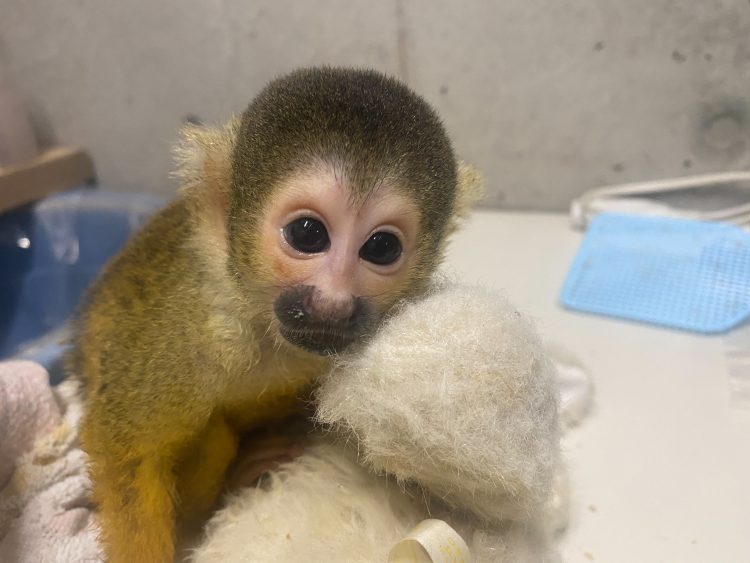 ボリビアリスザルのピースケについて 公式 のんほいパーク 豊橋総合動植物公園