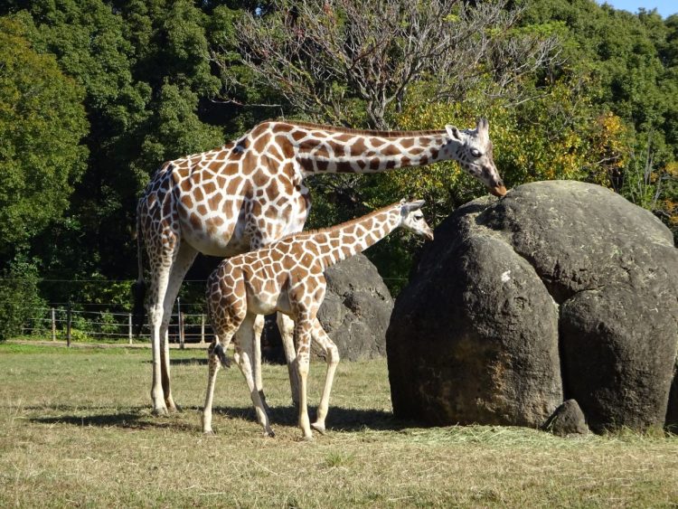 キリュウとユララ